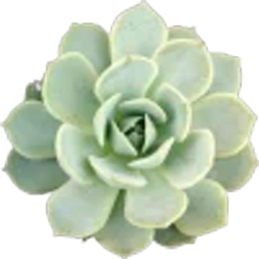 🤩 Эмодзи «Plants» для Telegram