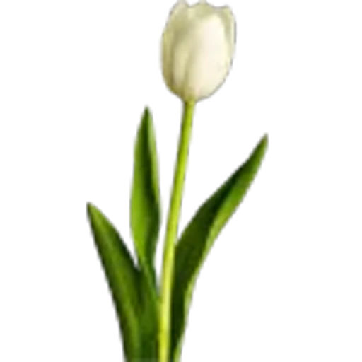 🤩 Эмодзи «Plants» для Telegram