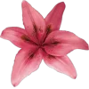 🤩 Эмодзи «Plants» для Telegram