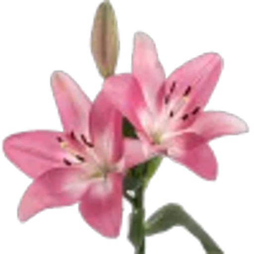 🤩 Эмодзи «Plants» для Telegram