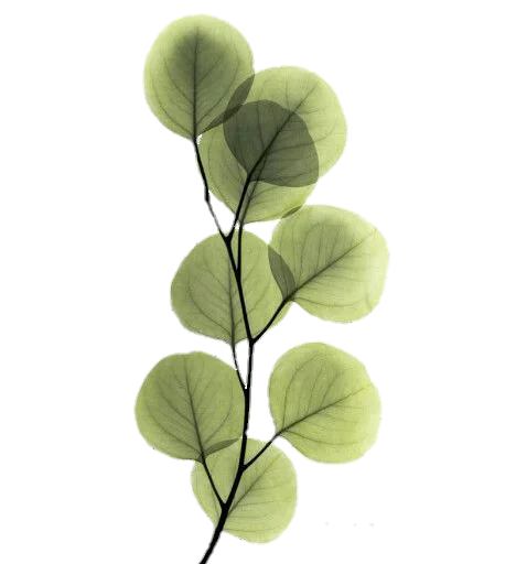 🌿 Стикер «aesthetic» для Telegram