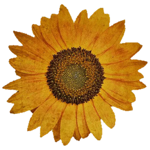 🌻 Стикер «aesthetic» для Telegram