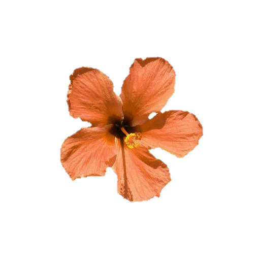 🌸 Стикер «aesthetic» для Telegram