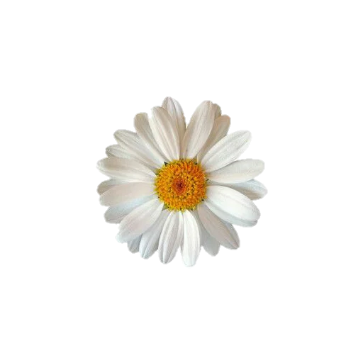 🌷 Стикер «aesthetic» для Telegram