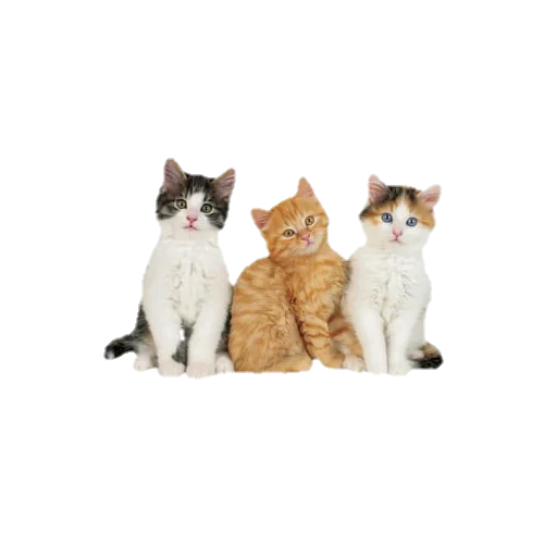 🐈 Стикер «aesthetic» для Telegram
