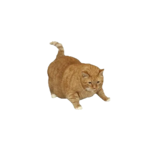 🐱 Стикер «aesthetic» для Telegram