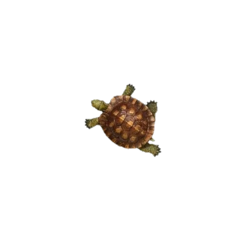 🐢 Стикер «aesthetic» для Telegram