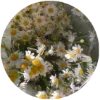 Стикер 24 Goblincore