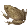 Стикер 9 Goblincore