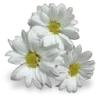 🤩 Эмодзи «Aesthetics» для Telegram