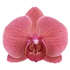 🌺 Эмодзи «Буквы, цветы, иконки» для Telegram