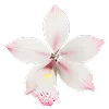 🌺 Эмодзи «Буквы, цветы, иконки» для Telegram