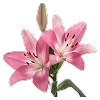 🌺 Эмодзи «Буквы, цветы, иконки» для Telegram