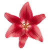 🌺 Эмодзи «Буквы, цветы, иконки» для Telegram
