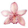 🌺 Эмодзи «Буквы, цветы, иконки» для Telegram