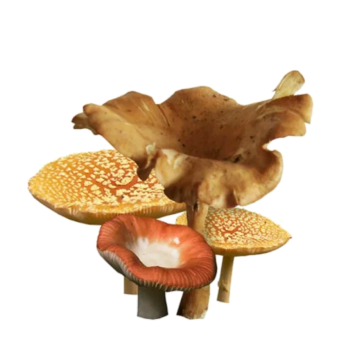 🍄 Стикер «aesthetics» для Telegram