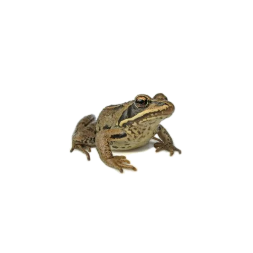 🐸 Стикер «aesthetics» для Telegram