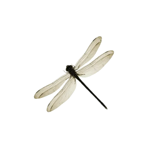 🦋 Стикер «aesthetics» для Telegram