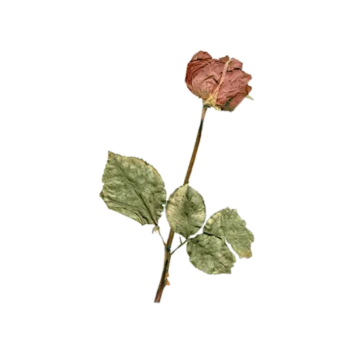 🌹 Стикер «aesthetics» для Telegram