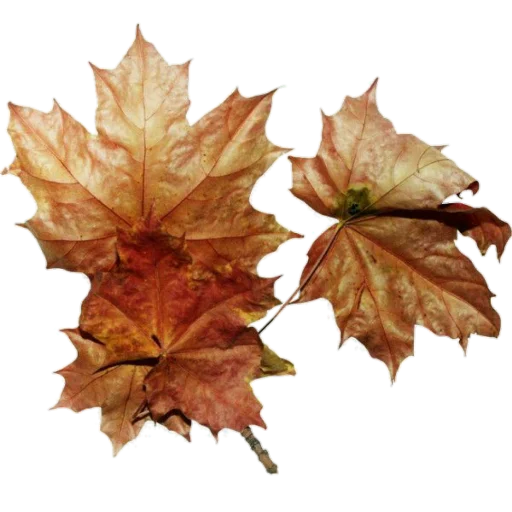 🍁 Стикер «aesthetics» для Telegram
