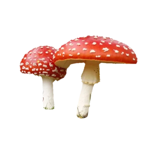 🍄 Стикер «aesthetic bleep» для Telegram