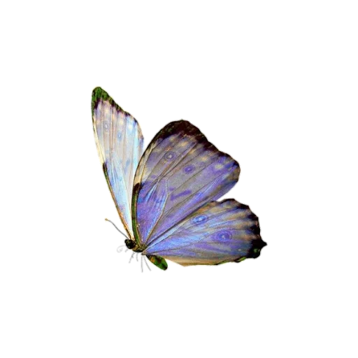 🦋 Стикер «aesthetic bleep» для Telegram