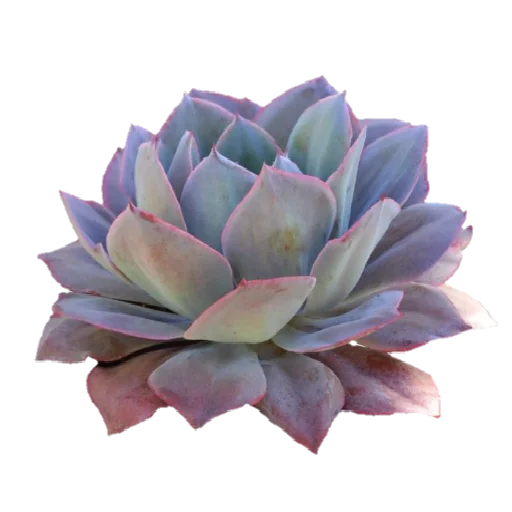 🌟 Стикер «aesthetic bleep» для Telegram