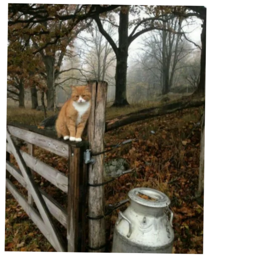 🐈 Стикер «Aesthetic stickers» для Telegram