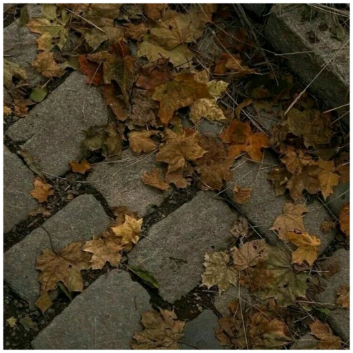 🍁 Стикер «Aesthetic stickers» для Telegram