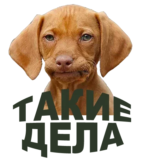 🙄 Стикер «А это легально» для Telegram