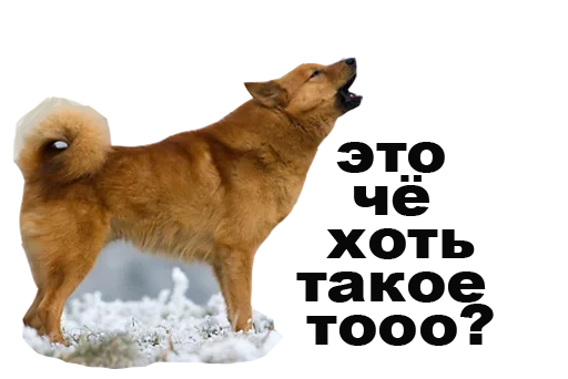 🤤 Стикер «А это легально» для Telegram