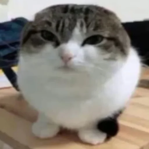 🐱 Стикер «Шмыхло» для Telegram