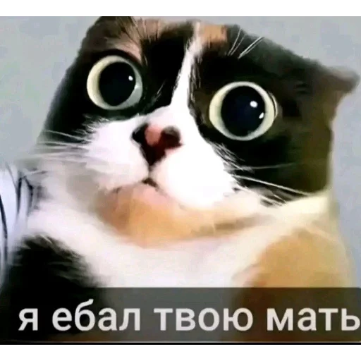 🙀 Стикер «aga» для Telegram