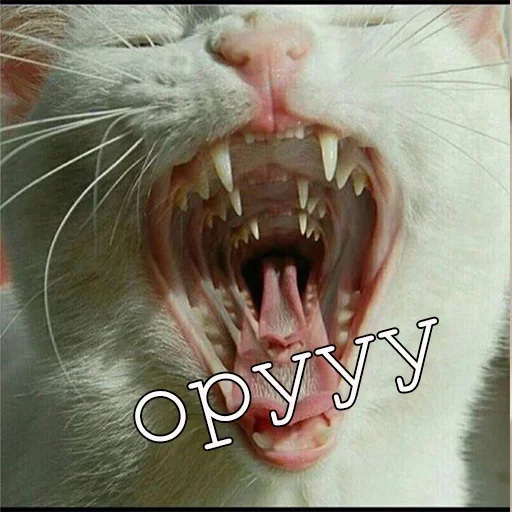 😓 Стикер «Agressive and nice kittens» для Telegram