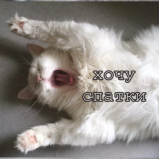 🤬 Стикер «Agressive and nice kittens» для Telegram
