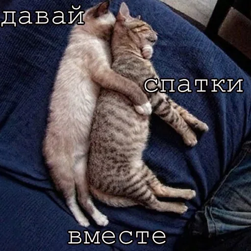 😥 Стикер «Agressive and nice kittens» для Telegram