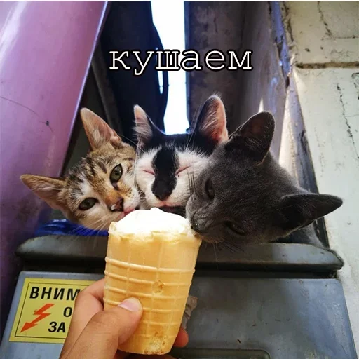 Стикерпак Agressive and nice kittens для Telegram