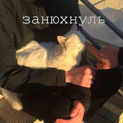 😥 Стикер «Agressive and nice kittens» для Telegram