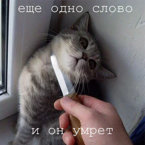 😫 Стикер «Agressive and nice kittens» для Telegram