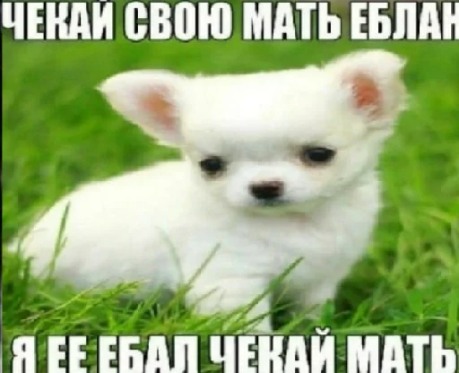 🐩 Стикер «А̴̕х̸͌ААХАХАХАХ» для Telegram