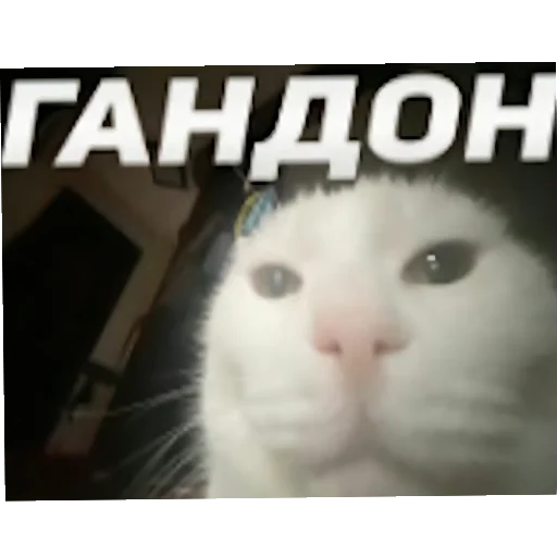 🐱 Стикер «лелеле» для Telegram
