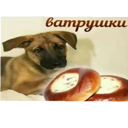 🐶 Стикер «лелеле» для Telegram