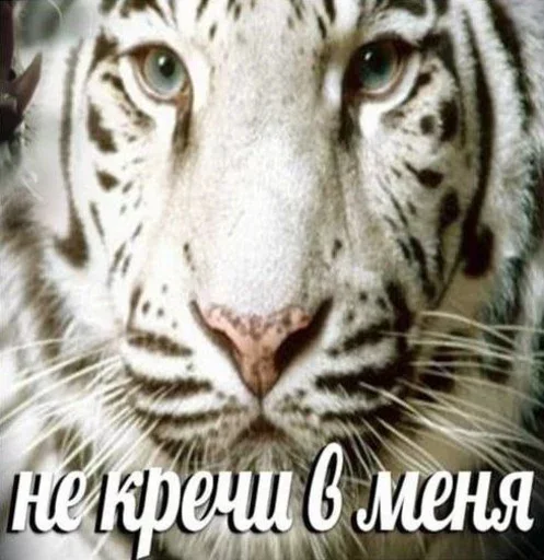 🥺 Стикер «лелеле» для Telegram