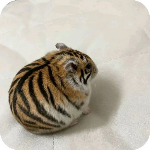 🐱 Стикер «лелеле» для Telegram