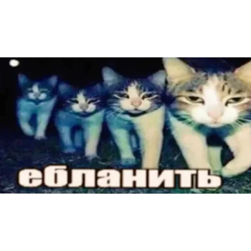 🐱 Стикер «лелеле» для Telegram
