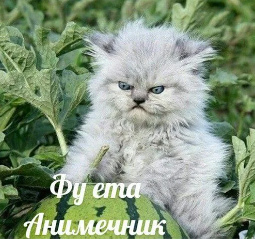 🤮 Стикер «Антианиме» для Telegram