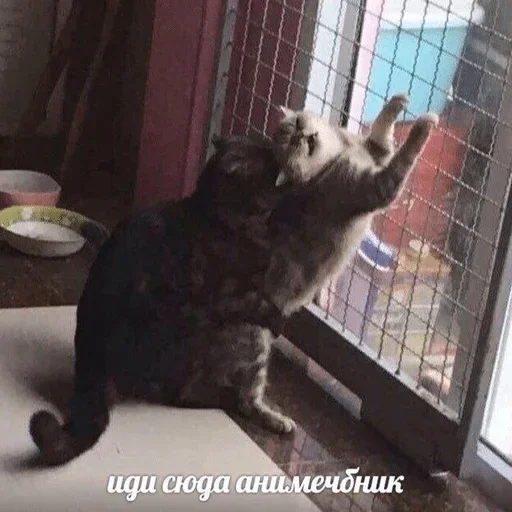 😢 Стикер «Антианиме» для Telegram