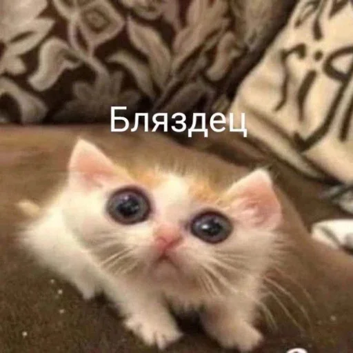 😨 Стикер «АХТУНГ!!» для Telegram