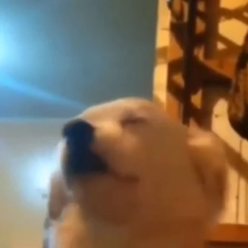 🐶 Стикер «ахуйнез edition» для Telegram