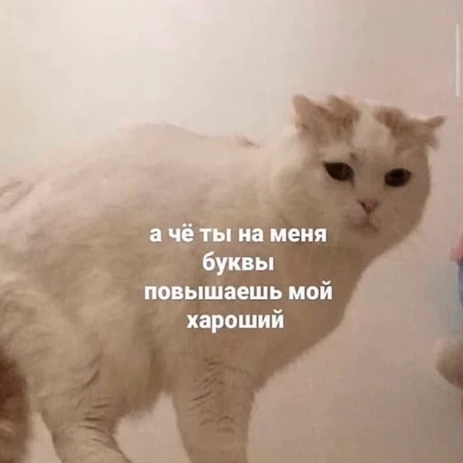 😠 Стикер «ахуйнез edition» для Telegram